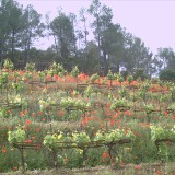 Der Prioratführer: Mas Martinet (Falset) und das Inhaltsverzeichnis zu Falset überarbeitet
