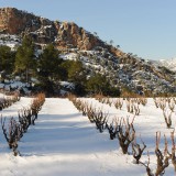 Verkostungsnotizen – Besuch bei Ficaria Vins im November 2014