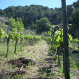 Die Angebote der Prioratführerselektion: Germans Duran (Priorat; Porrera)