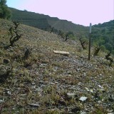 Der Prioratführer: Bellmunt del Priorat – Celler Fuentes überarbeitet