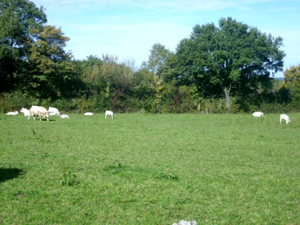 Die glücklichen Kühe von Mazirat